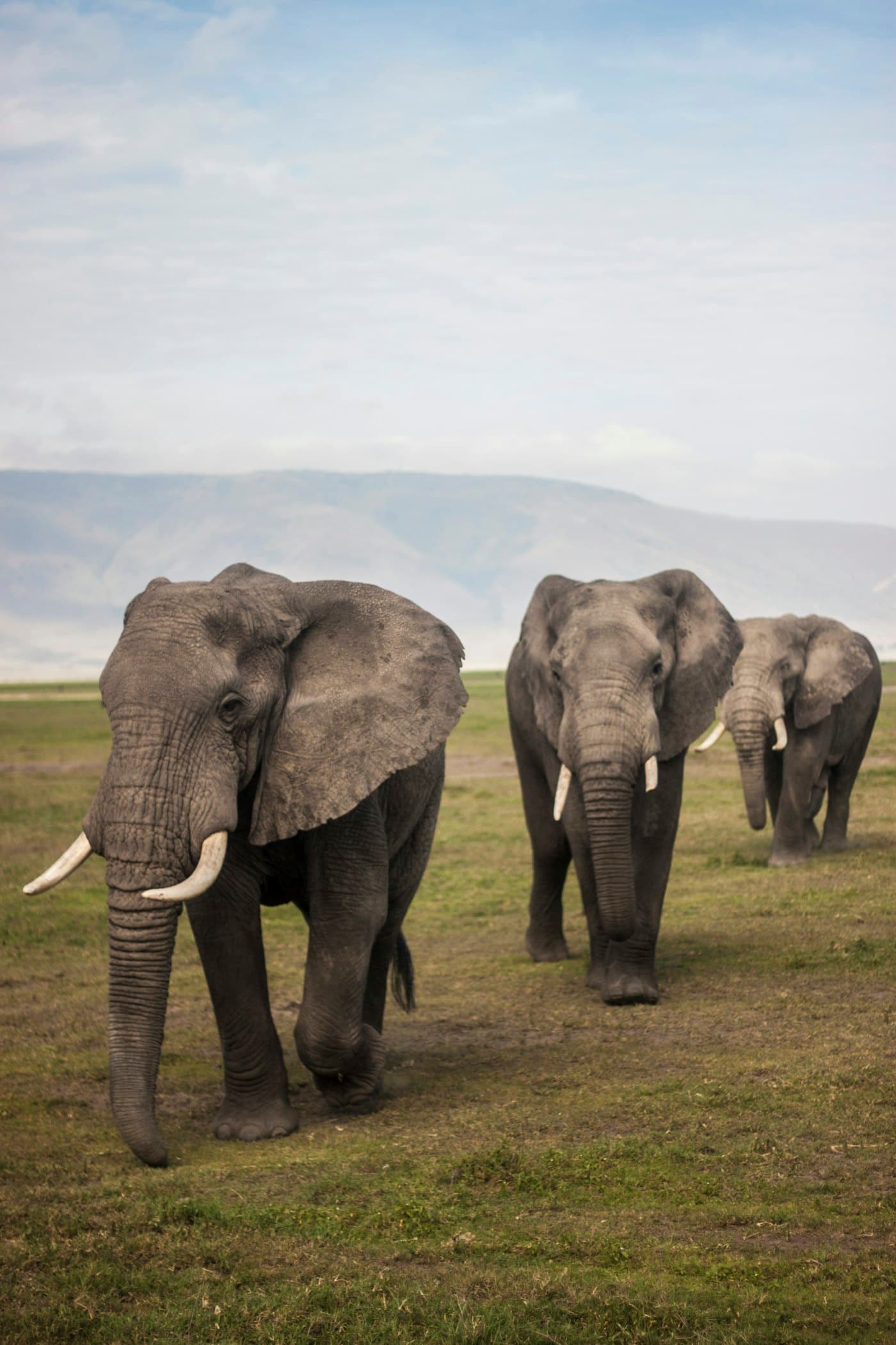 Three elephants walking across green grassland