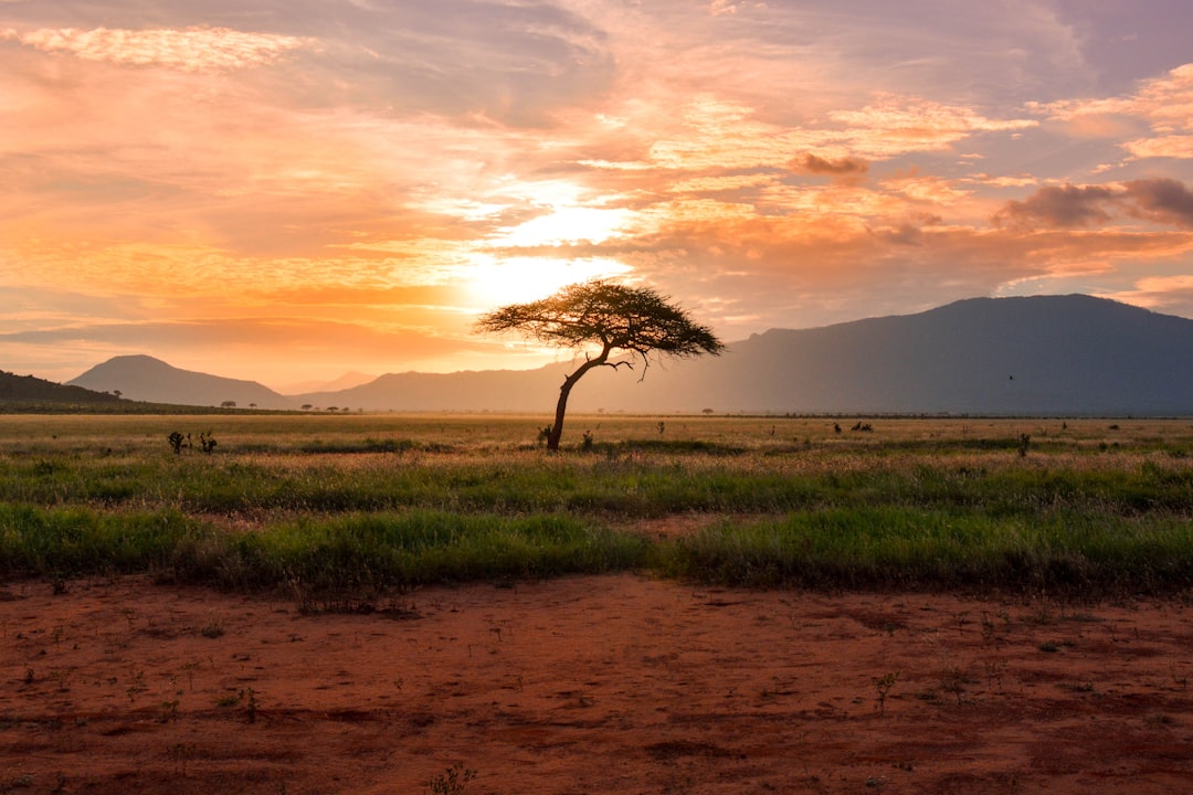 Photograph showing Sunset tree in Kenya Safari Africa — illustrating environment programmes in Africa